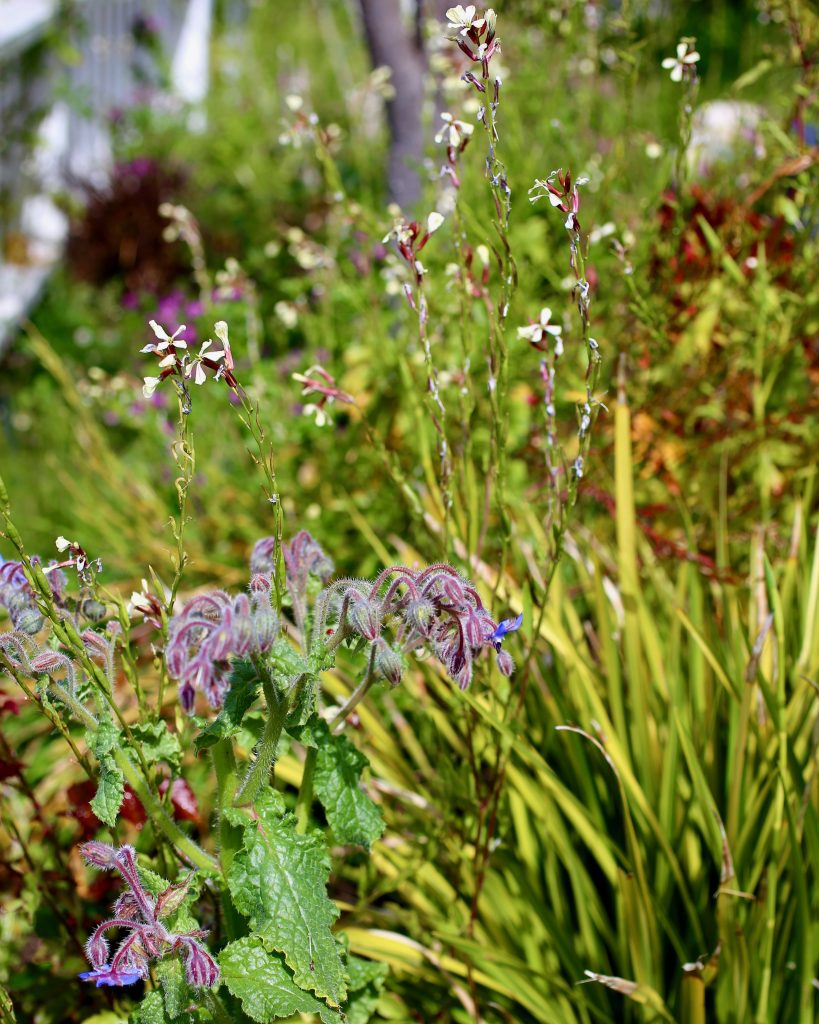 Linguini, Arugula Pesto, Edible Flowers