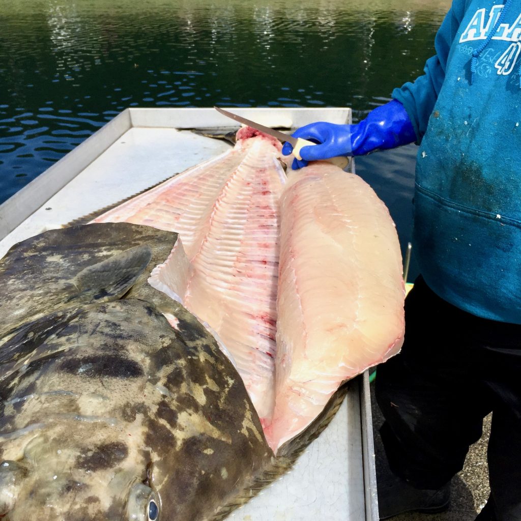 How to Fillet Alaskan Halibut