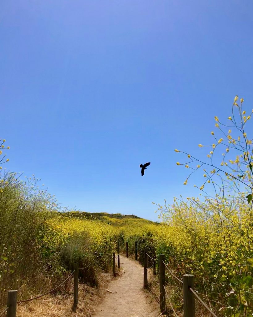 palos verdes mustard